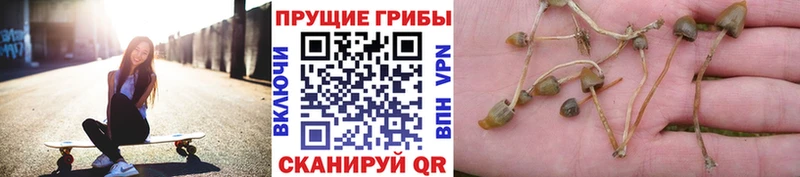 Галлюциногенные грибы прущие грибы  Тайшет 